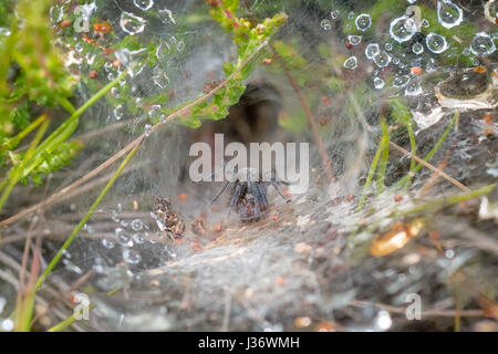 Labyrinth Spider (Agelena labyrinthica) in a rain or dew covered web, showing retreat behind Stock Photo
