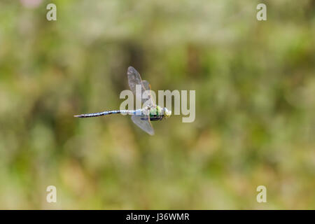 Male Emperor Dragonfly (Anax imperator) hawking and patrolling its territory. Stock Photo