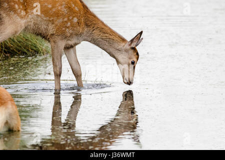 Red Deer young calf (Cervus elaphus) drinking and looking into stream or river reflection Stock Photo