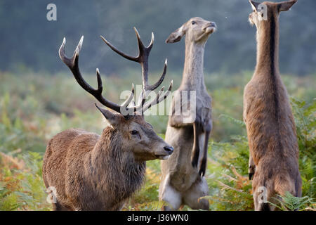 Red Deer rut (Cervus elaphus)  stag with hinds boxing or sparring in the background Stock Photo