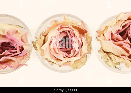 Three dried flower roses on a white background close-up Stock Photo