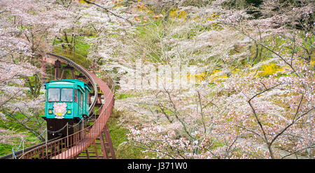 FUNAOKA , JAPAN - APRIL 12, 2017 : A group of tourists use the slope car service up to the view point through the cherry trees in full bloom at Funaok Stock Photo