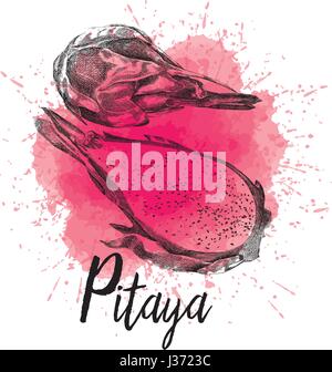Vector illustration, pitaya in hand-drawn graphics Stock Vector