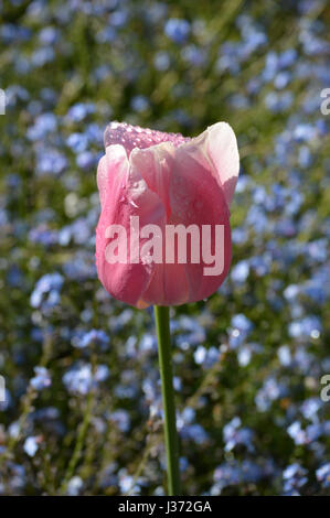 Single pink tulip flower head. Stock Photo