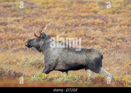 Moose (Alces alces) young bull with small antlers foraging in moorland in autumn, Scandinavia Stock Photo