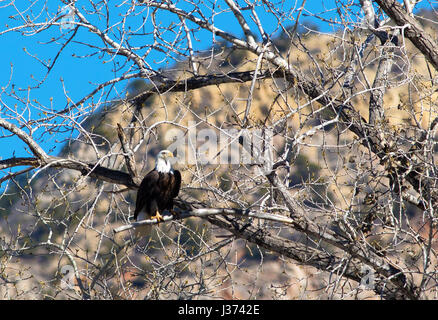 Bald eagle sitting in a tree Stock Photo