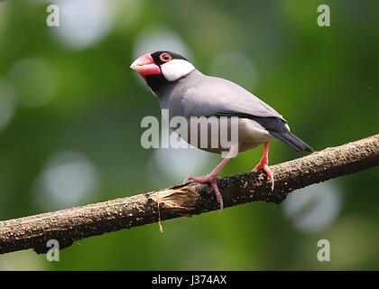 Southeast Asian Java Rice Sparrow or Javan Finch (Padda oryzivora) Stock Photo