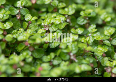 Mind-your-own-business (Soleirolia soleirolii) plant in flower. Leaves and tiny flowers of creeping, mat forming plant in nettle family Urticaceae Stock Photo