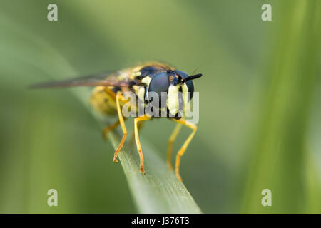 Chrysotoxum cautum hoverfly. Large and boldly coloured wasp mimic in the family Syrphidae, at rest on grass Stock Photo