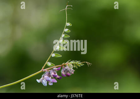 Bush vetch (Vicia sepium) plant in flower. A striking purple member of the pea family (Fabaceae), showing flowers, leaflets and tendrils Stock Photo