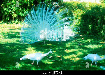 Three white peacocks on lawn. Stock Photo