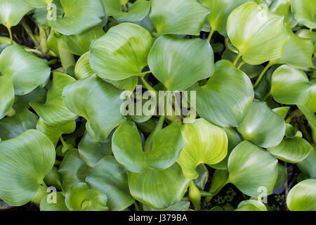 Eichhornia crassipes. Water hyacinth leaves Stock Photo