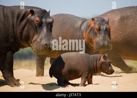 Group of hippos stands on the bank. Botswana. Okavango Delta. Stock Photo