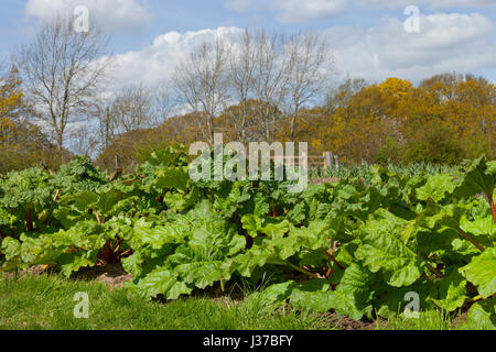 Vegetable garden growing big leaf rhubarb on a sunny spring day in an English countryside . Stock Photo