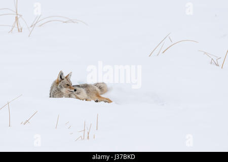 Coyote / Kojote ( Canis latrans ), adult, in winter, resting, lying in snow, watching up attentively, Yellowstone NP, USA. Stock Photo