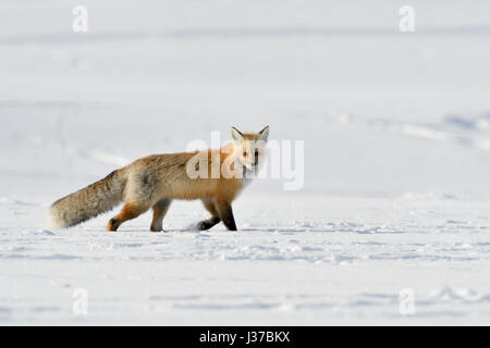 American Red Fox / Amerikanischer Rotfuchs ( Vulpes vulpes ) in winter, running through snow, watching, Yellowstone NP, Wyoming, USA. Stock Photo