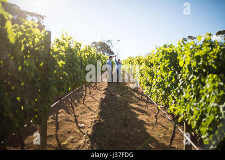 Distant view of couple dancing amidst plants at vineyard during sunny day Stock Photo