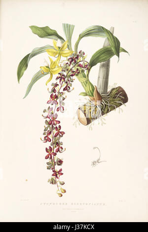 Cycnoches egertonianum   Bateman Orch. Mex. Guat. pl. 40 (1842) Stock Photo