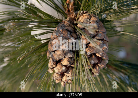Snowy and icy cones on a branch Stock Photo