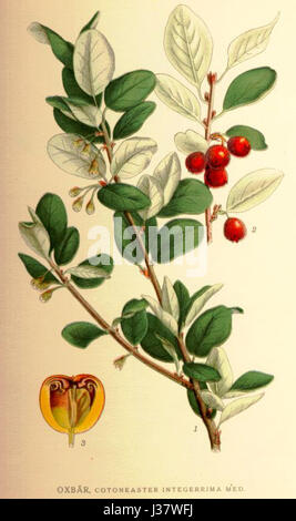 Cotoneaster scandinavicus Stock Photo