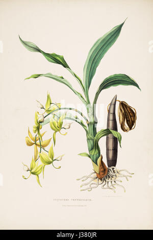 Cycnoches ventricosum Bateman Orch. Mex. Guat. pl. 5 (1842) Stock Photo