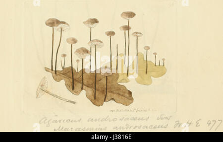 Coloured Figures of English Fungi or Mushrooms   t. 94 Stock Photo