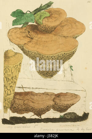 English, botany, Colored, figures, British, plants, London, R ...