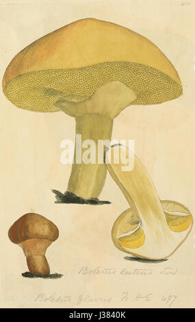 Coloured Figures of English Fungi or Mushrooms   t. 265 Stock Photo