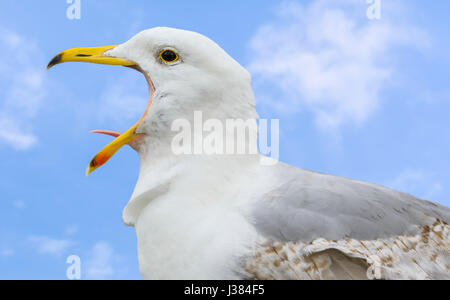 Seagull calling with its mouth wide open. Stock Photo