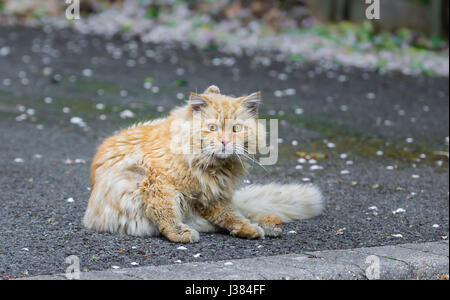 Cute cuddly fluffy cat sitting on the ground looking at the camera. Stock Photo