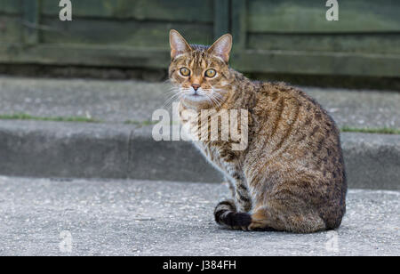 Small tabby cat sitting looking at the camera. Stock Photo