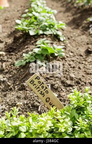 A row of potato plants growing in a kitchen garden Stock Photo