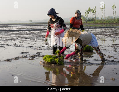 Gilan Province- North of  IRAN-May 2, 2015 Group of women ready to work on rice farm for planting new rice sprouts through the wet paddy field. Stock Photo