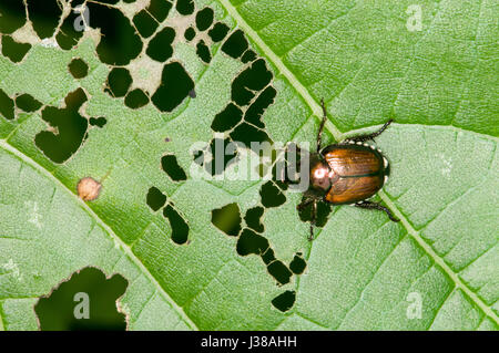 Little Canada, Minnesota. Gervais Mill Park.  Japanese beetles, Popillia japonica destroying leaves on a tree. Stock Photo