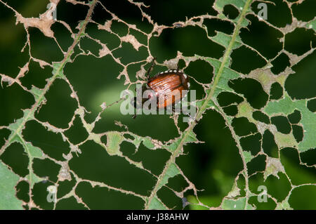 Little Canada, Minnesota. Gervais Mill Park.  Japanese beetles, Popillia japonica destroying leaves on a tree. Stock Photo