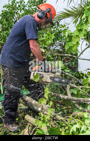 Tree surgeon using a chain saw to cut branches Cutting Trimming Disposing Arboriculturist Foliage Manual worker Protective workwear Equipment Stock Photo