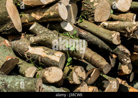 A pile of freshly cut logs Sycamore wood Bark Texture Sawn logs Timber Stack Nobody Stock Photo