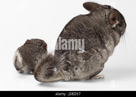 Tails of Big and Little Chinchilla on white Stock Photo
