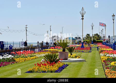 Beautiful tulips and Spring flowers on display alond Eastbourne seafront East Sussex UK Stock Photo