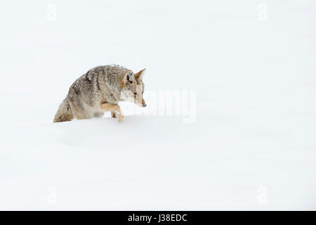 Coyote / Kojote ( Canis latrans ), in winter, walking through, climbing over high snow, on its way through deep snow, looks exhausted, Yellowstone NP. Stock Photo