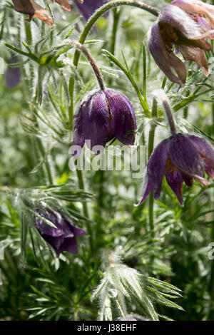 Pulsatilla vulgaris subsp. vulgaris Stock Photo