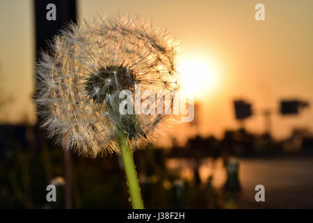 Dandelion To Sunset - Freedom to Wish Stock Photo