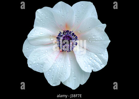 A white Anemone poppy (Anemone coronaria) flower, fully open covered with water droplets after a rain shower Stock Photo