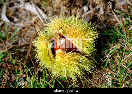 A single chestnut burr sitting on the ground, bursting open to reveal the nuts inside. Stock Photo