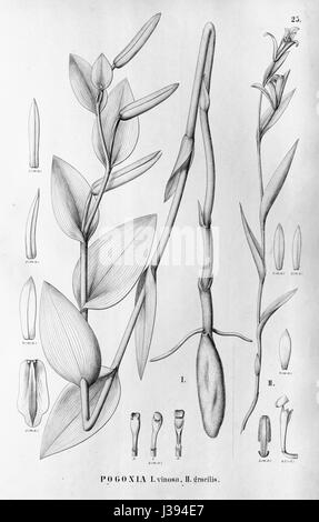 Cleistes vinosa (as Pogonia vinosa)   Cleistes rodriguesii (as Pogonia gracilis)   Flora Brasiliensis 3 4 25 Stock Photo