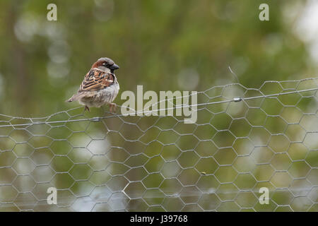 House sparrow perched on chicken wire fence Stock Photo