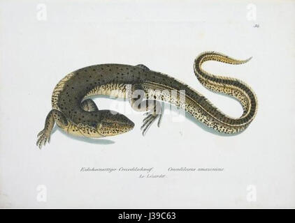 Crocodilurus amazonicus Schinz Stock Photo