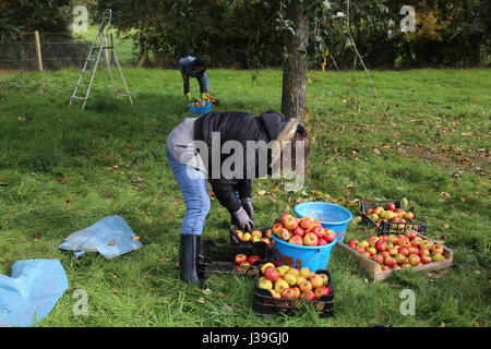 Apple picking. Stock Photo