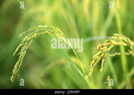 Agriculture. close up of rice growing in a paddy field. Stock Photo