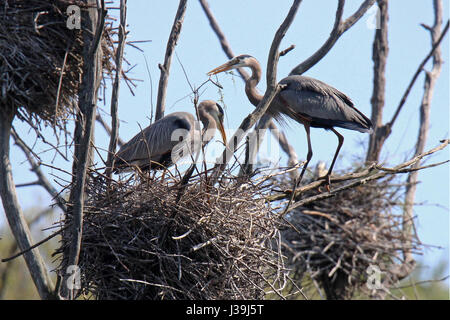 Great blue herons nesting at a heronry in Spring Stock Photo